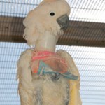 Chloe - Moluccan Cockatoo Chloe - Moluccan Cockatoo