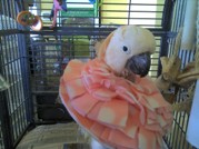 Chloe - Moluccan Cockatoo Chloe - Moluccan Cockatoo