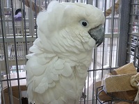 Dozer - Umbrella Cockatoo Dozer - Umbrella Cockatoo