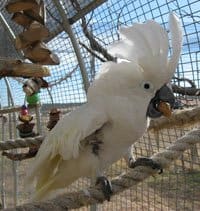 Deenie – Umbrella Cockatoo