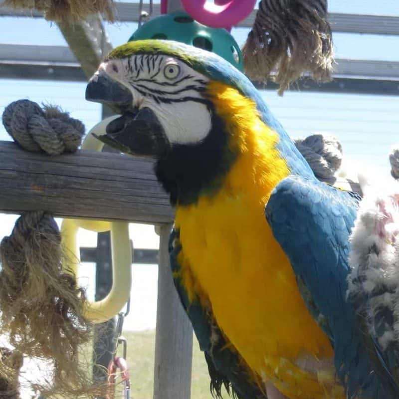 Sassy – Blue & Gold Macaw