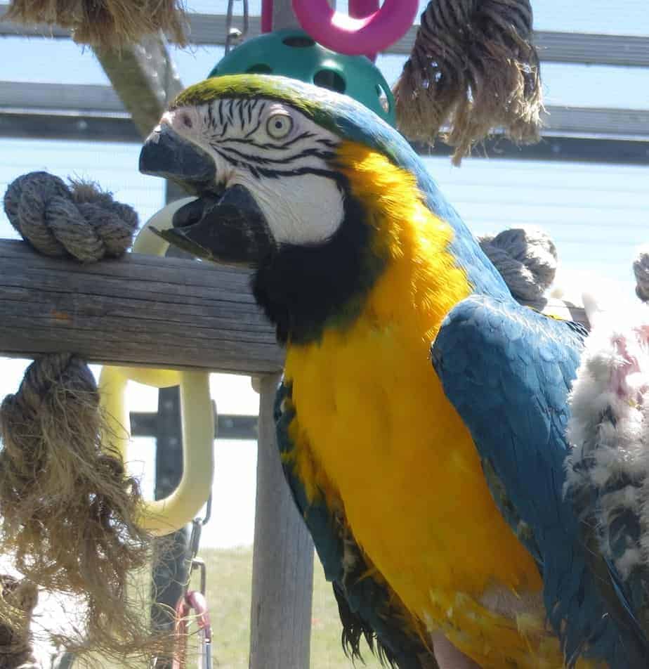 Sassy – Blue & Gold Macaw