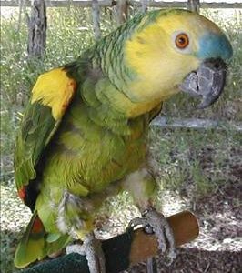 Biff – Blue Fronted Amazon