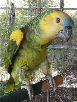 Biff – Blue Fronted Amazon