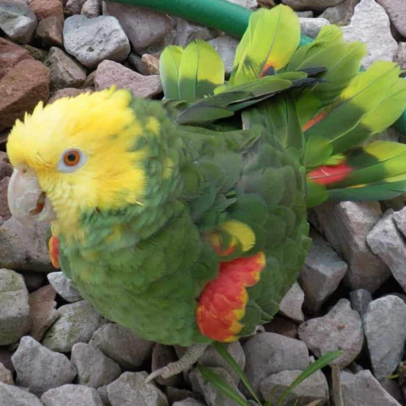Juanita – Double Yellow Headed Amazon