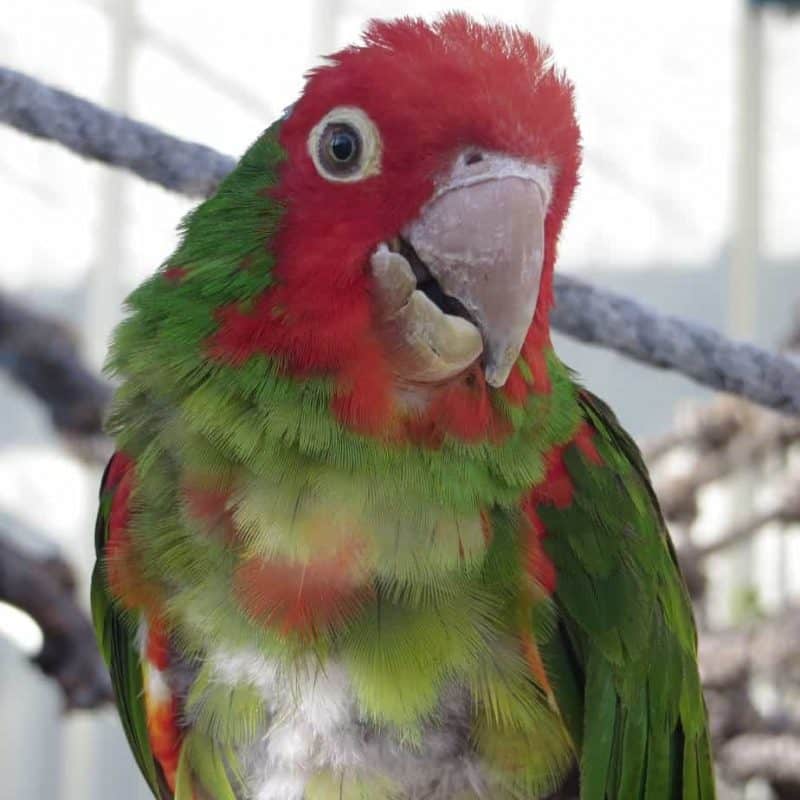 Adrian - Cherry-Headed Conure