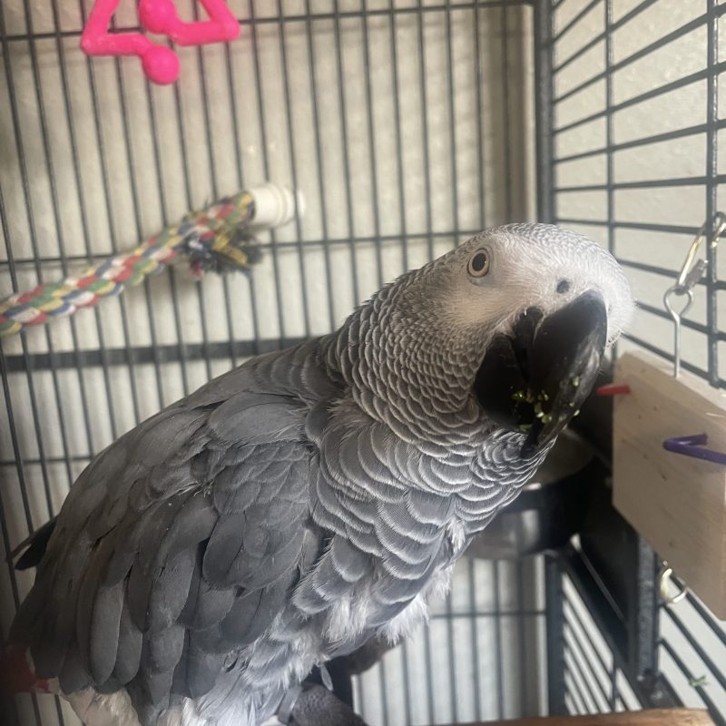 Joey - Congo African Grey