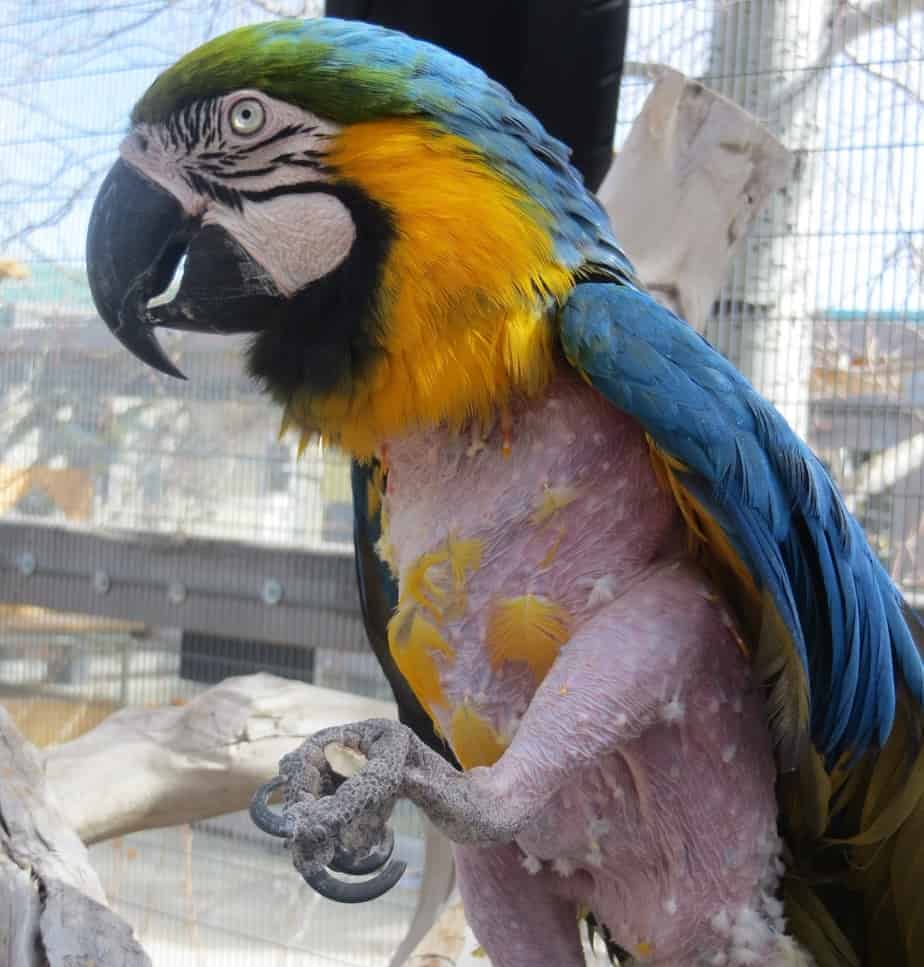 Samantha - Blue and Gold Macaw - Image 2