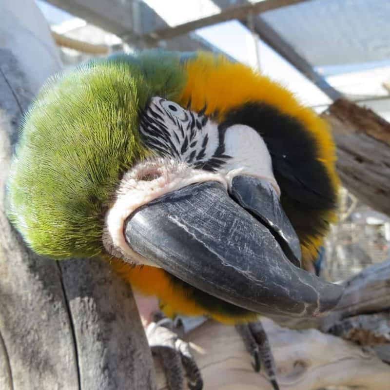 Samantha - Blue and Gold Macaw