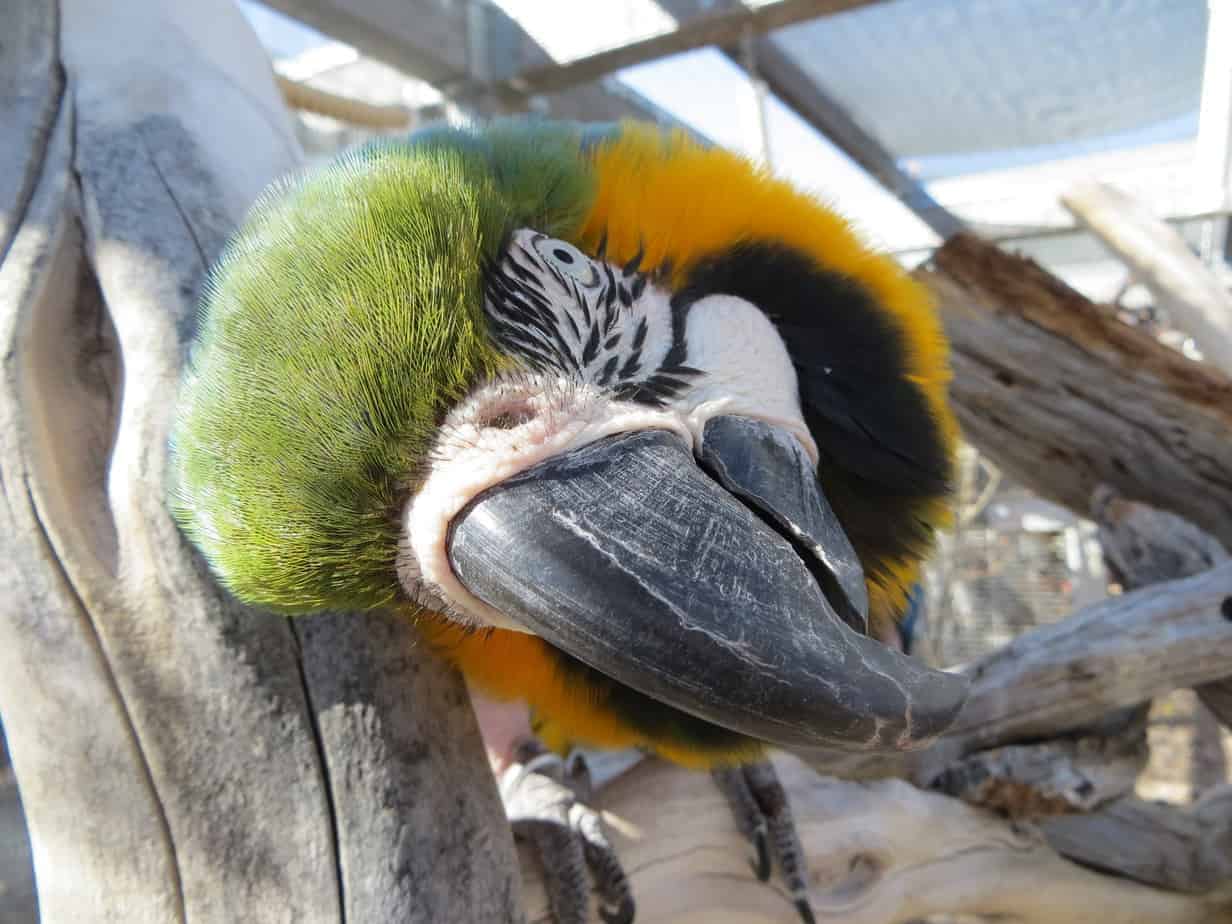 Samantha - Blue and Gold Macaw