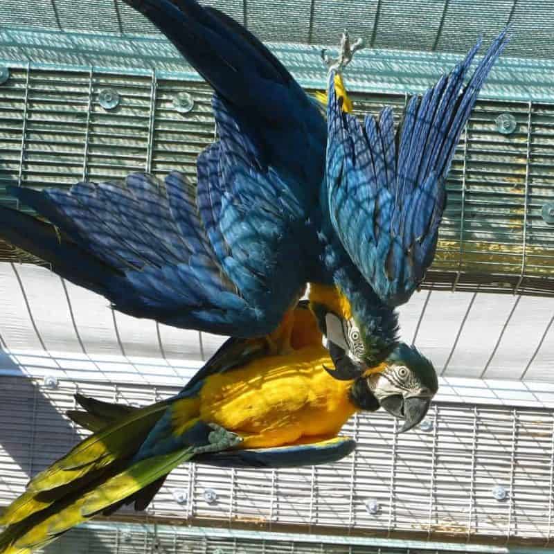Sid and Nancy - Blue and Gold Macaws