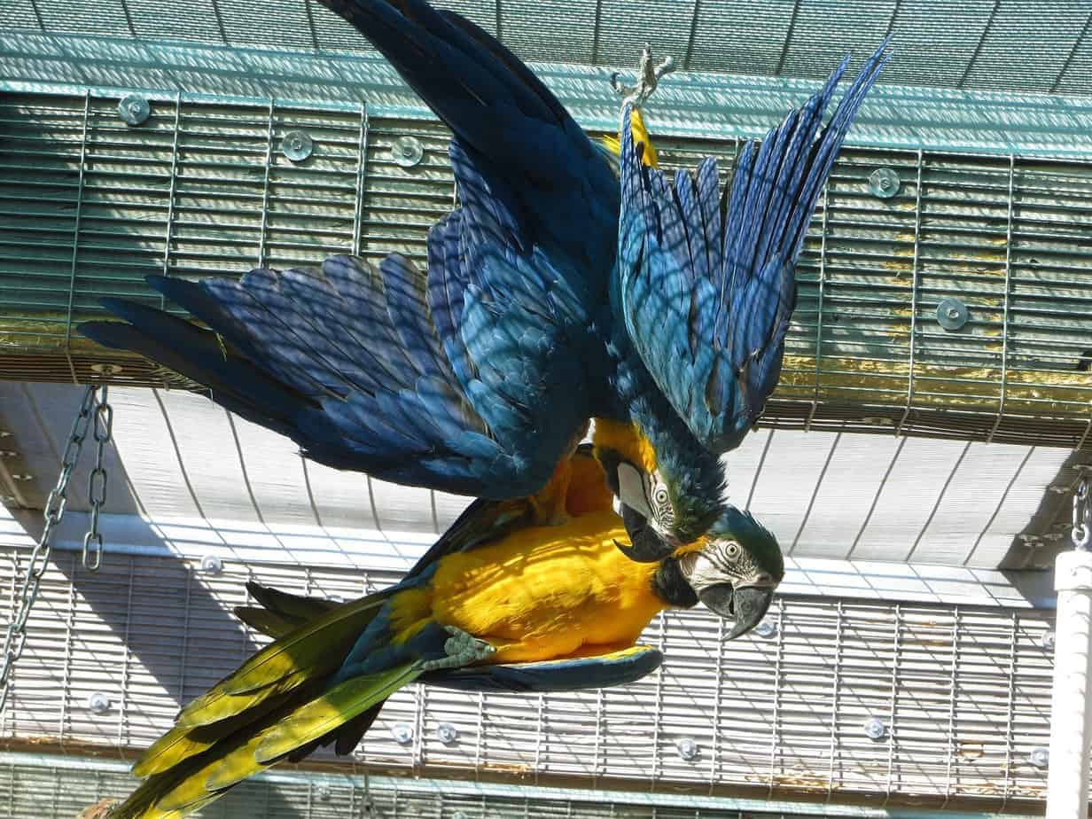 Sid and Nancy - Blue and Gold Macaws
