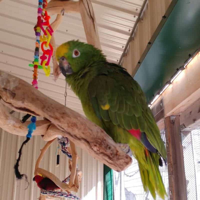 Cleo - Yellow Crowned Amazon
