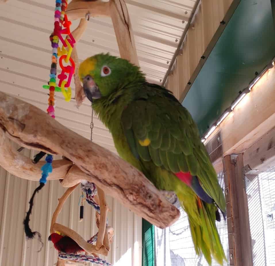 Cleo - Yellow Crowned Amazon