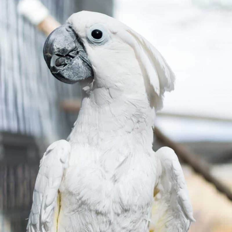 Ed - Umbrella Cockatoo