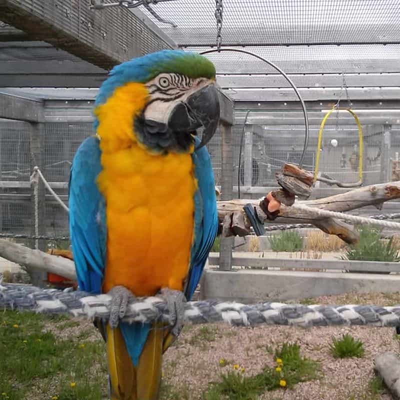 Bob - Blue and Gold Macaw