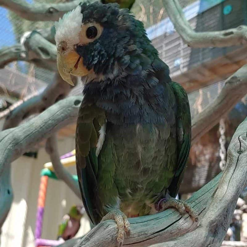 Fred - White Capped Pionus