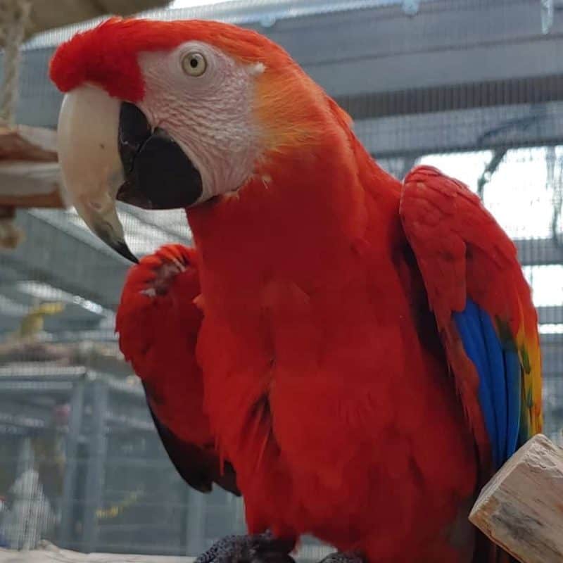 Rainbow - Scarlet Macaw