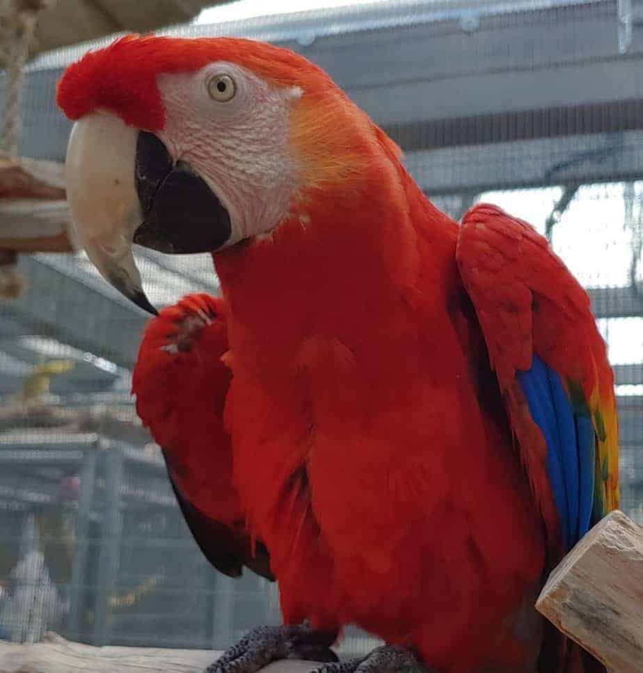 Rainbow – Scarlet Macaw – The Gabriel Foundation