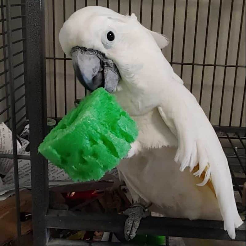 Antares - Umbrella Cockatoo