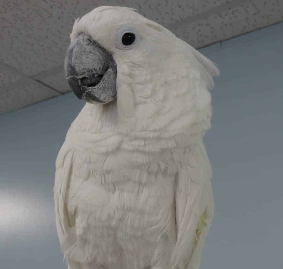 Stella Umbrella Cockatoo The Gabriel Foundation