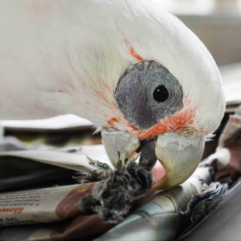 Clarabelle - Bare Eyed Cockatoo