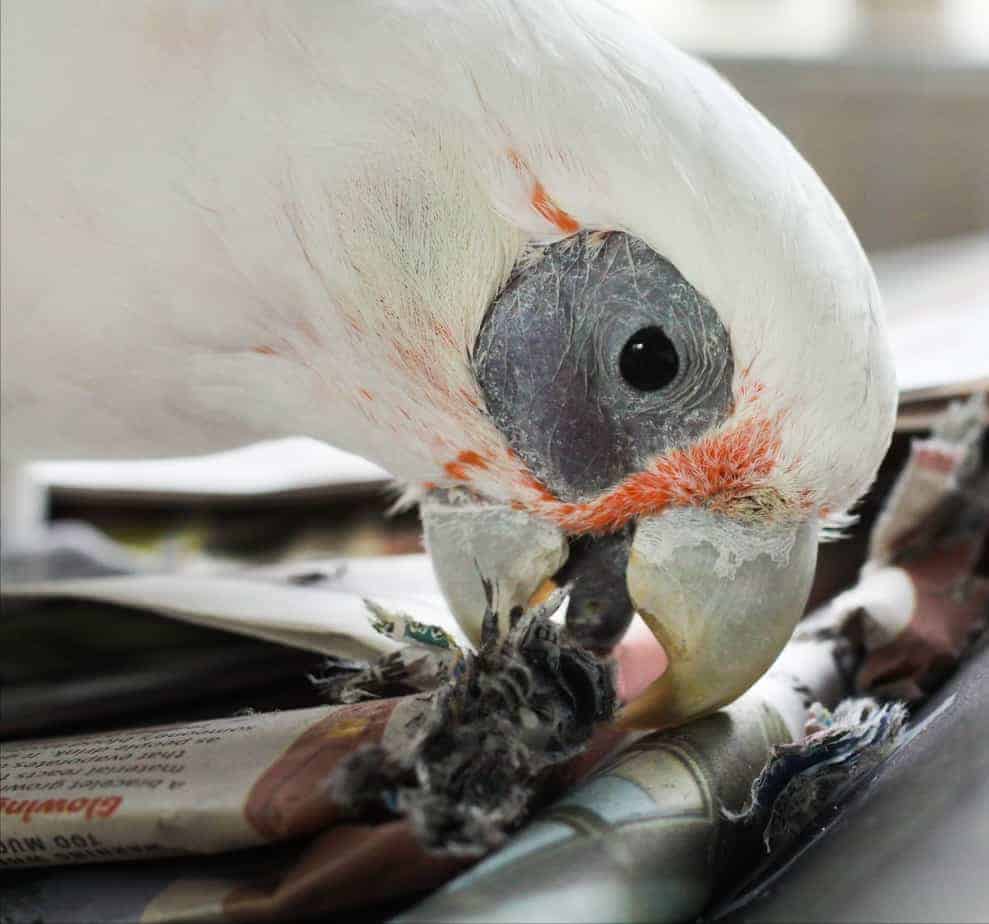 Clarabelle - Bare Eyed Cockatoo