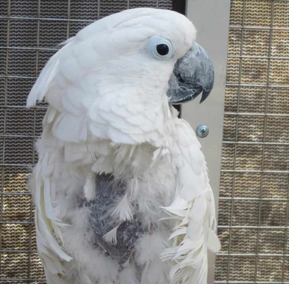 umbrella cockatoo plush