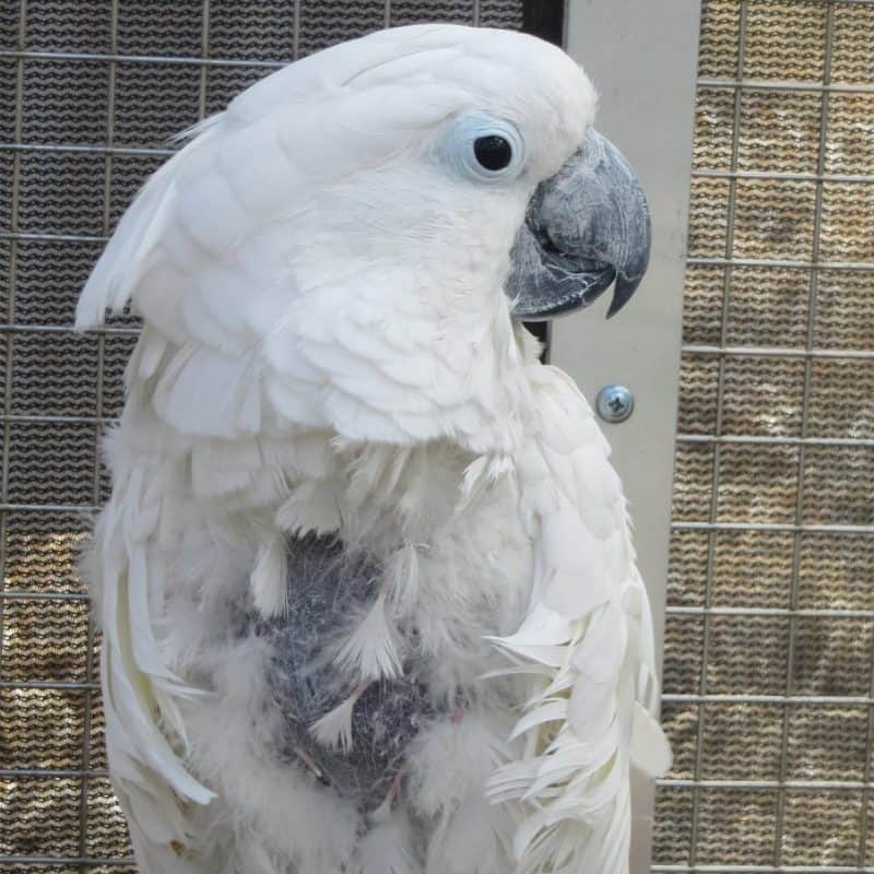 Baby - Umbrella Cockatoo