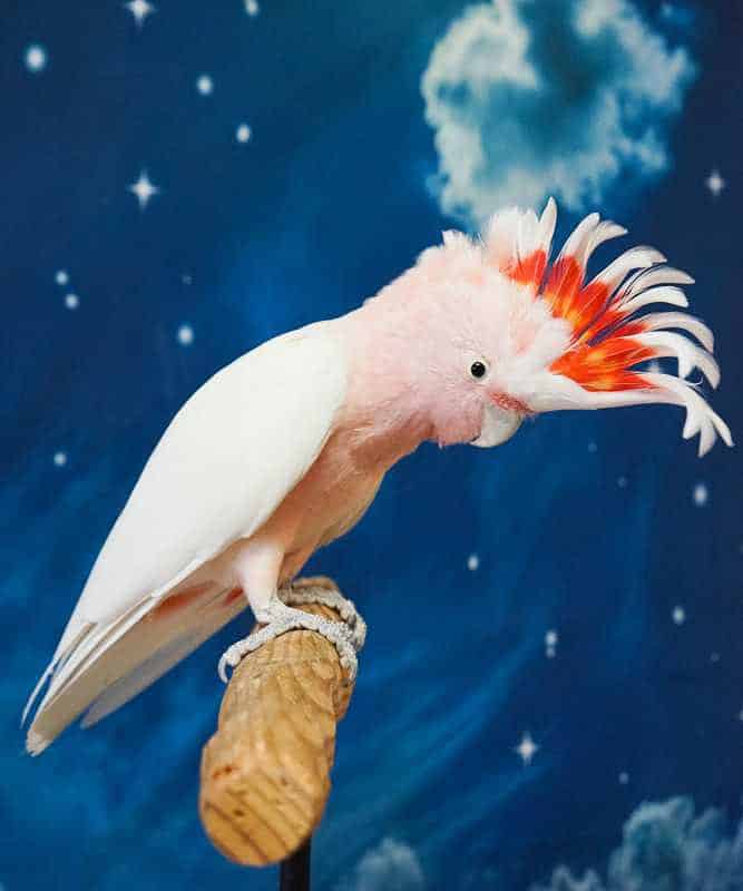 Quigley - Major Mitchell's Cockatoo
