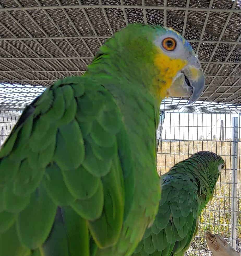 Lolita - Orange Winged Amazon