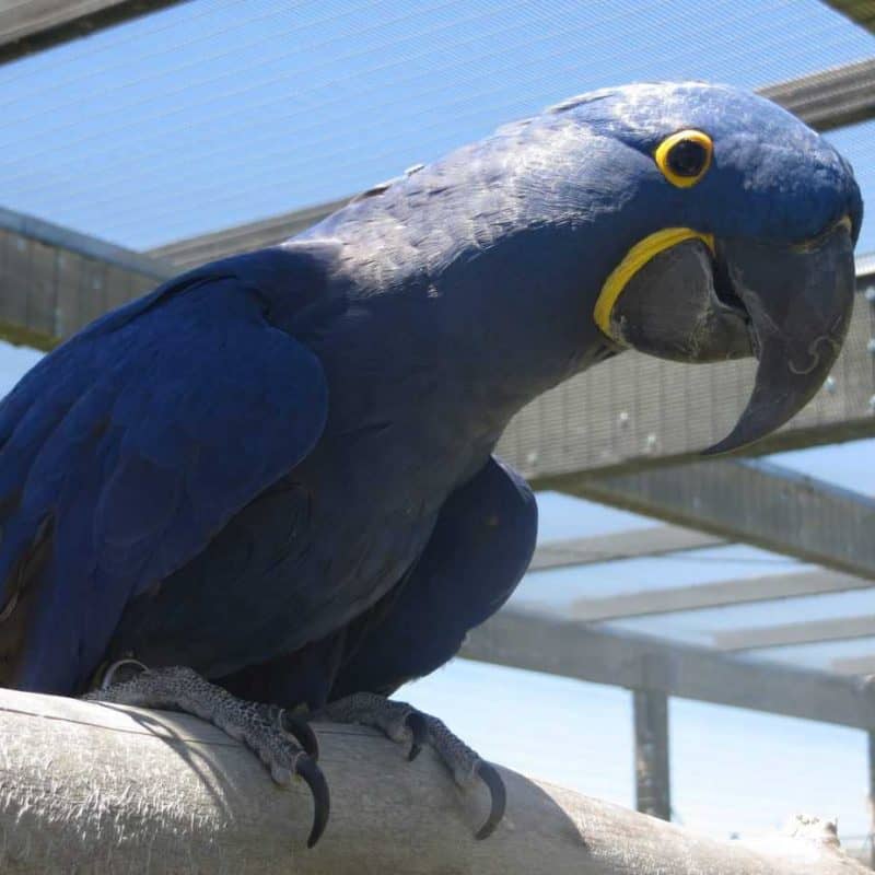 Iggy - Hyacinth Macaw