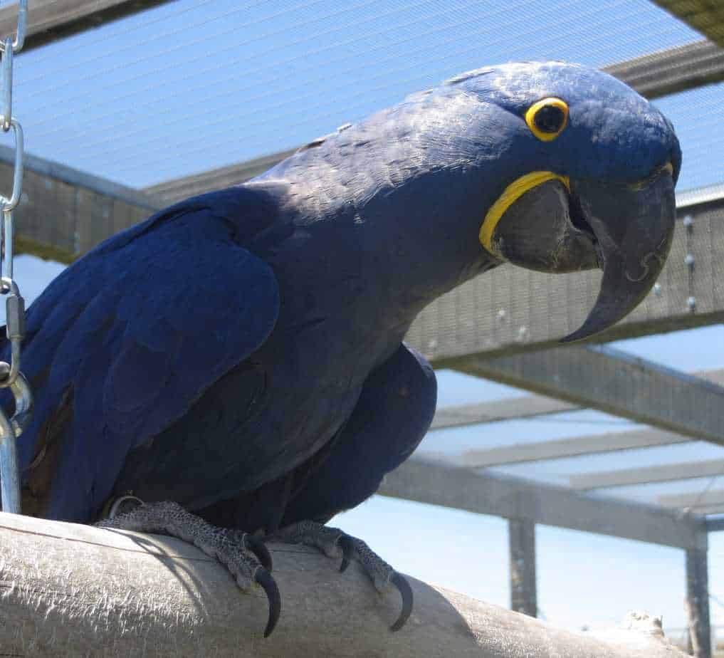 Iggy - Hyacinth Macaw