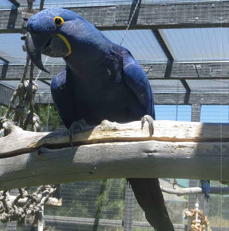 Iggy - Hyacinth Macaw - Image 2