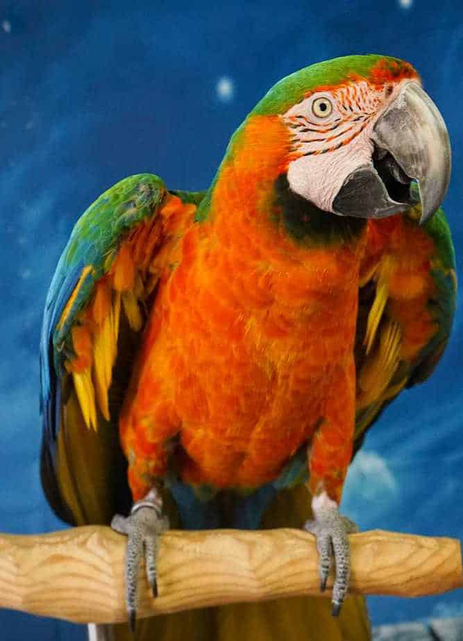 Rainy - Catalina Macaw - Image 3