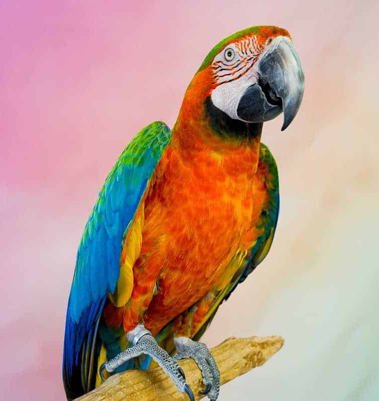 Rainy - Catalina Macaw