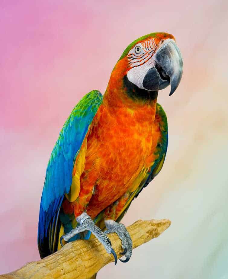 Rainy - Catalina Macaw