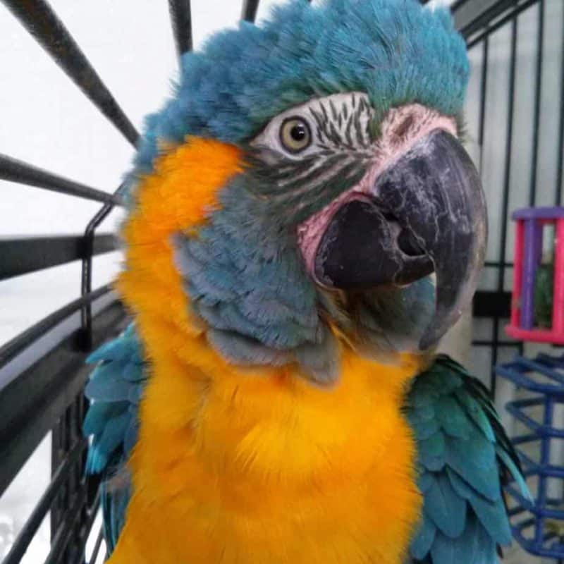 Alphonse - Blue-Throated Macaw