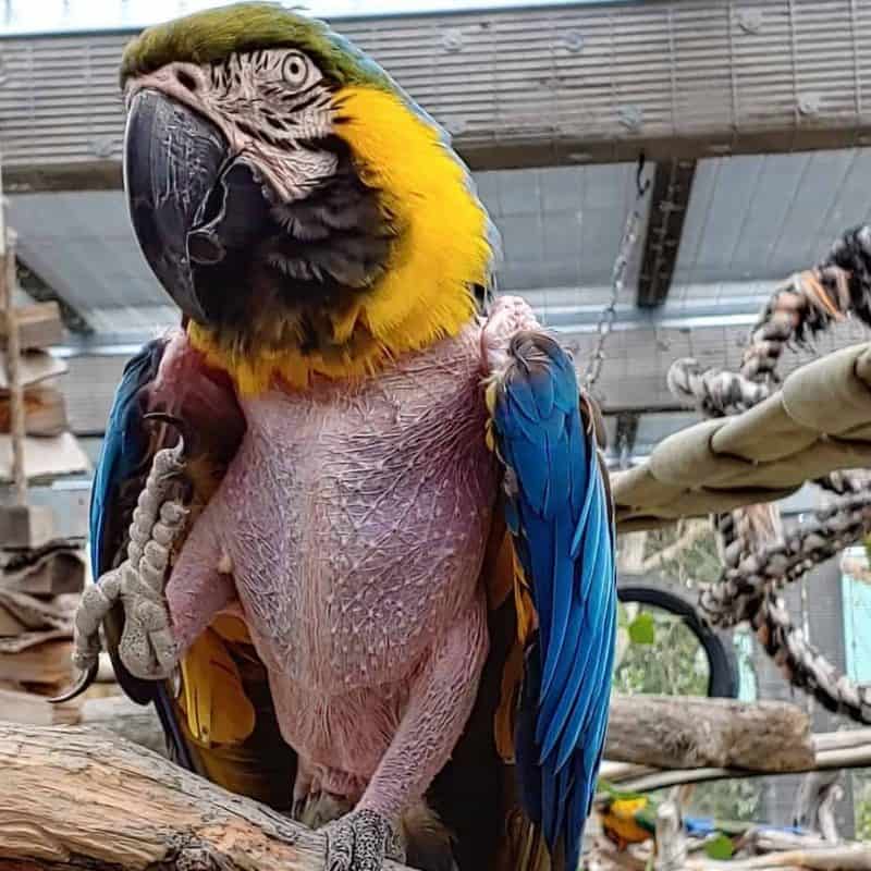 Roscoe - Blue & Gold Macaw