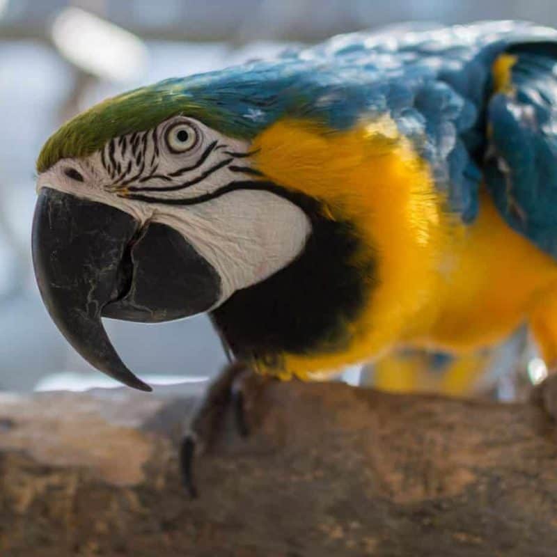 Echo - Blue & Gold Macaw