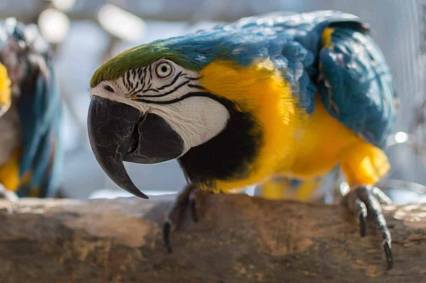 Echo - Blue & Gold Macaw