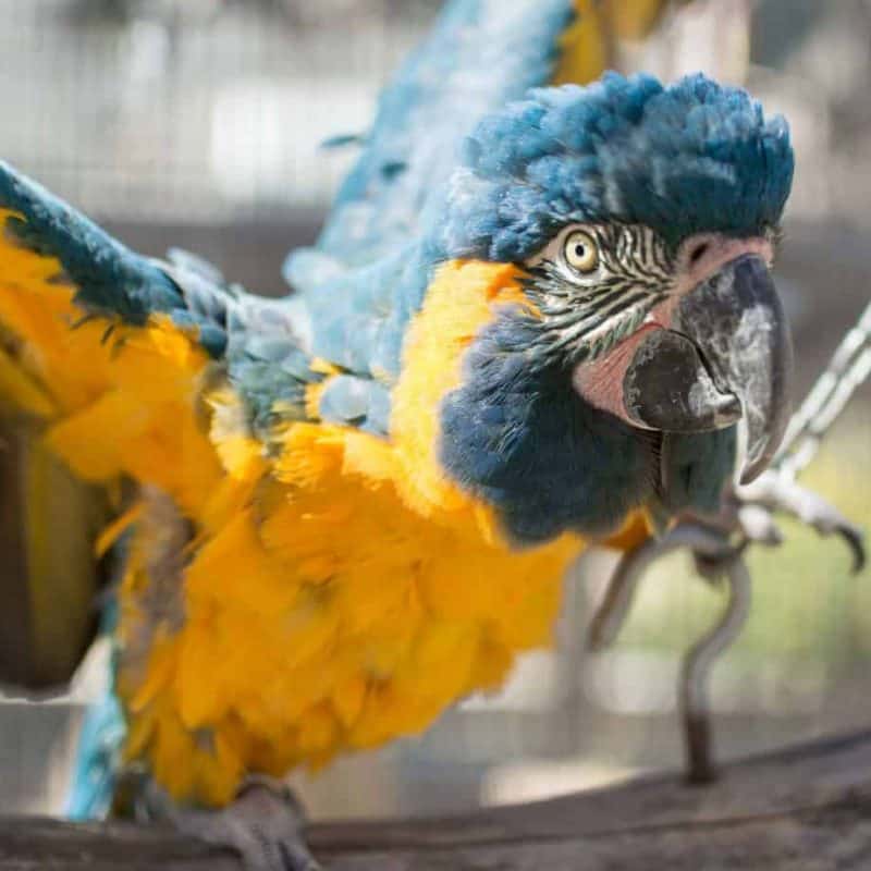 Juliette - Blue-Throated Macaw