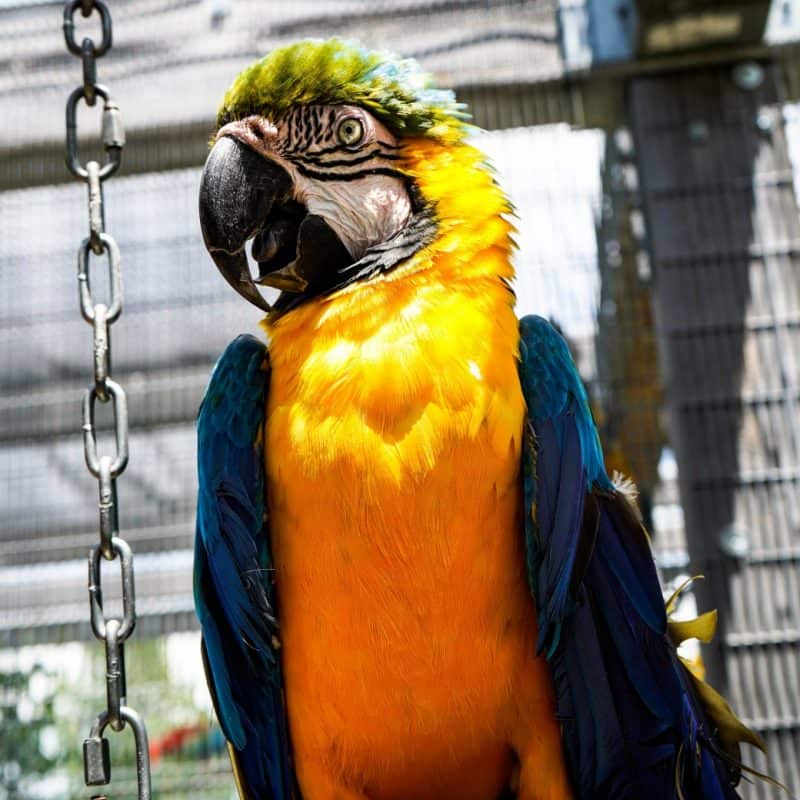 Polly - Blue & Gold Macaw