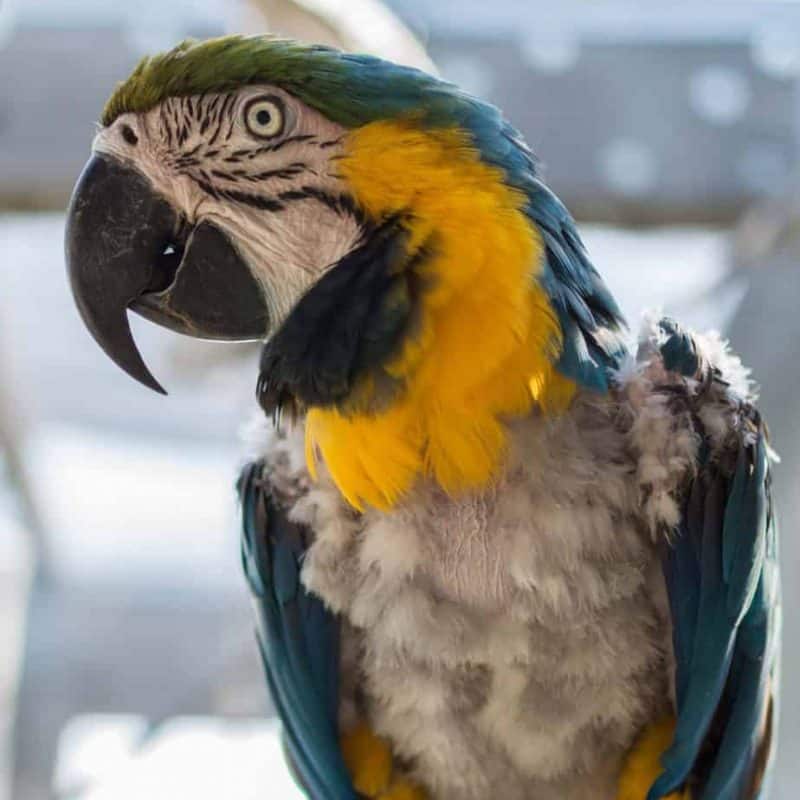 Rambo - Blue & Gold Macaw