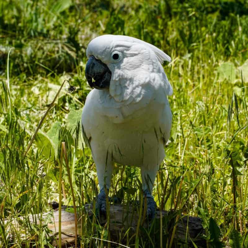 Tico - Umbrella Cockatoo