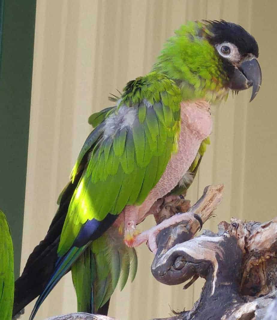 Thistle - Nanday Conure