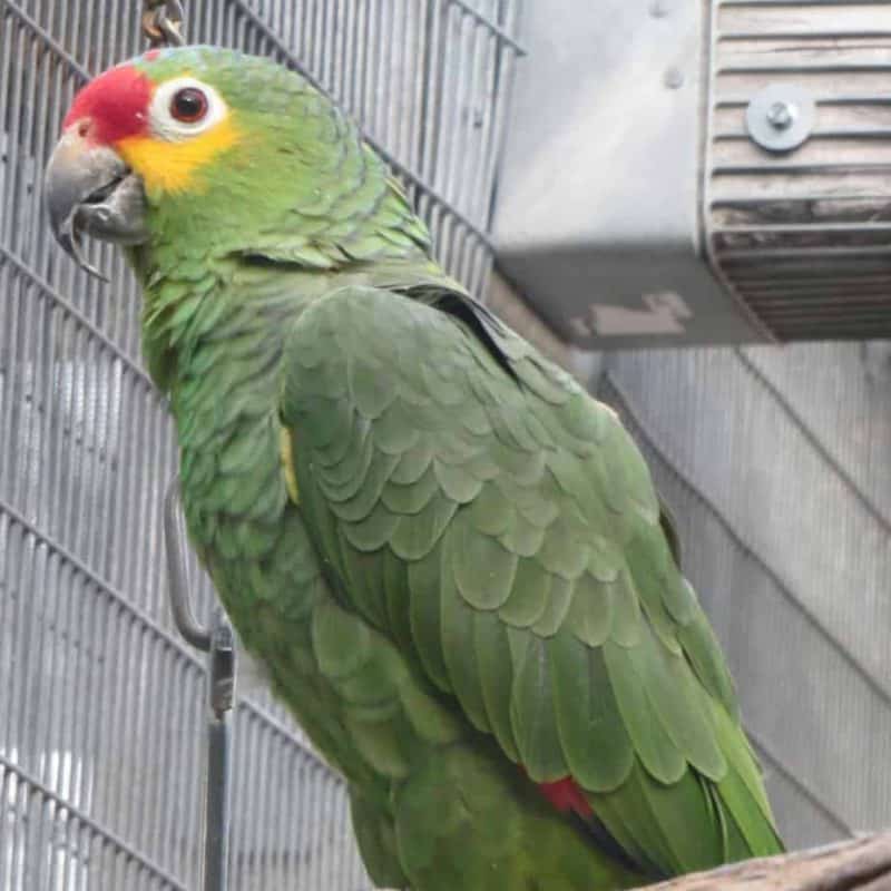 Cocoa - Red Lored Amazon