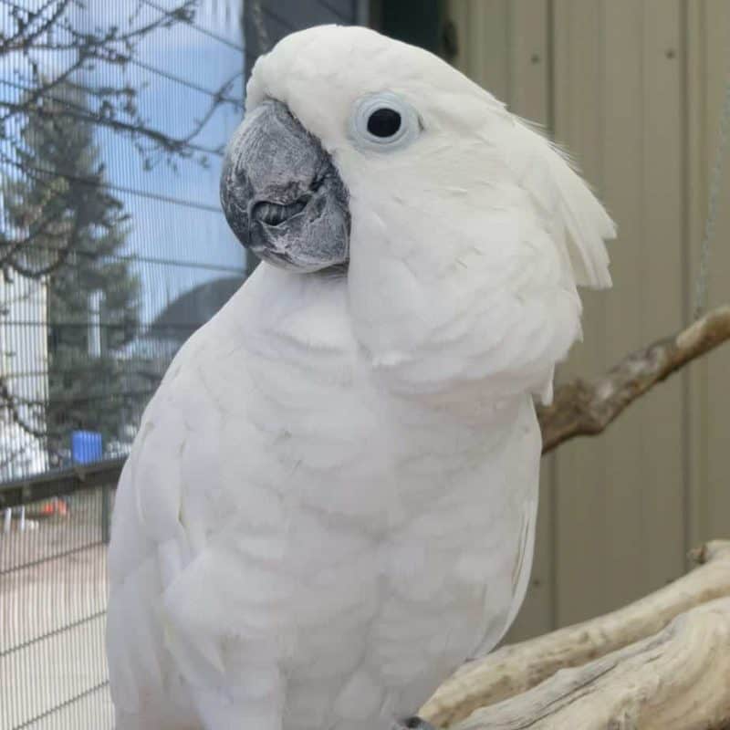 Corona - Umbrella Cockatoo