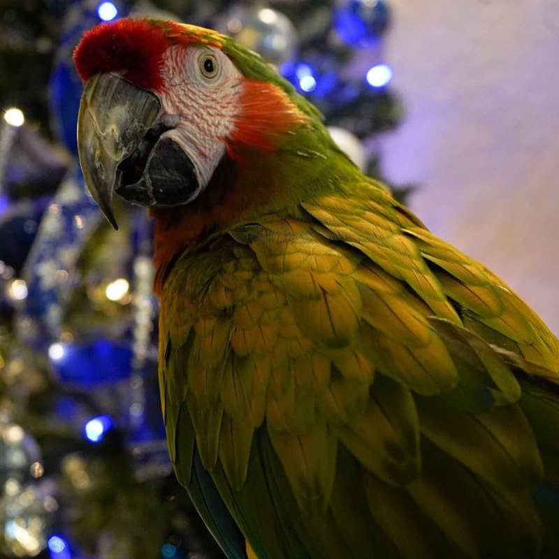 Mannie - Shamrock Macaw