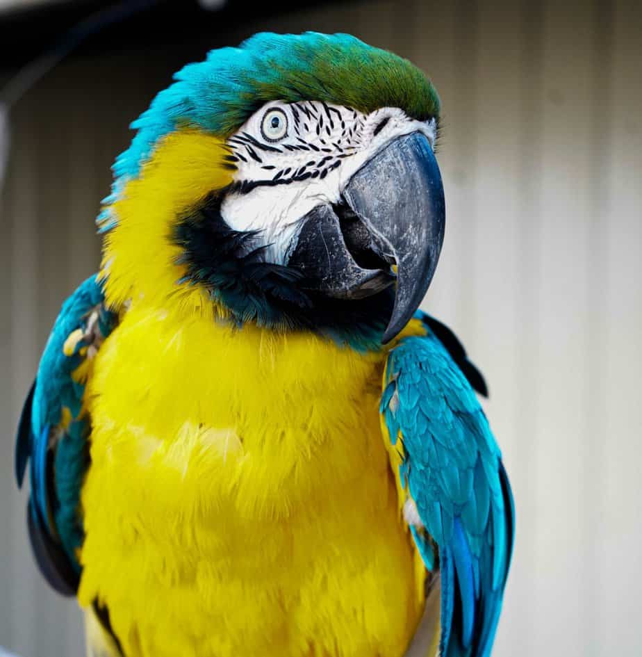 Mojo - Blue and Gold Macaw
